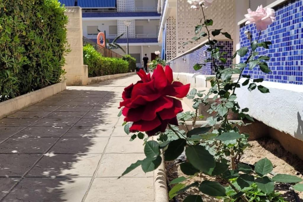 Apartamento Playa Piles -Familias- Dış mekan fotoğraf